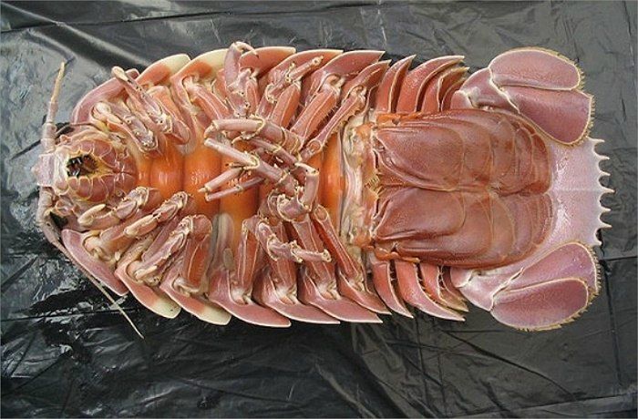 Picture 8 of Bizarre creatures hiding in the deep sea