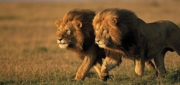 Picture 1 of Bizarre mating of animals