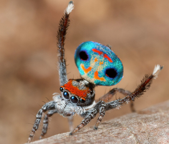 Picture 2 of Bizarre mating of animals
