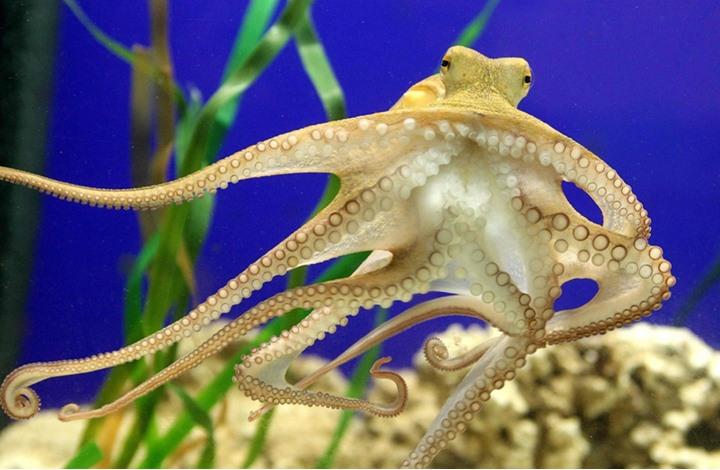 Picture 3 of Bizarre mating of animals