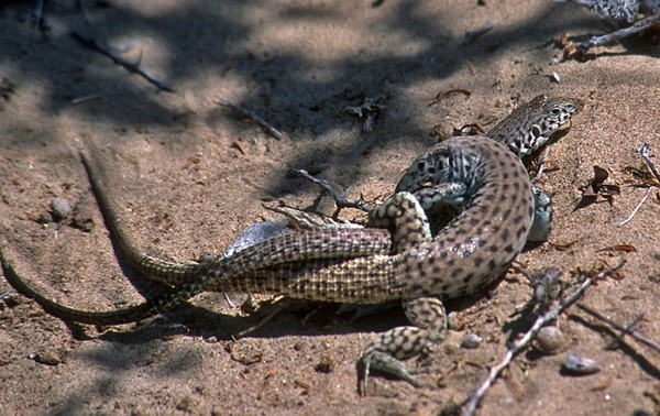 Picture 5 of Bizarre mating of animals