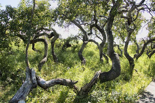 Picture 1 of Bizarre spiraling old tree garden attracts tourists in Canada