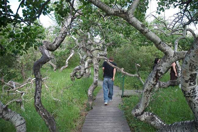 Picture 2 of Bizarre spiraling old tree garden attracts tourists in Canada