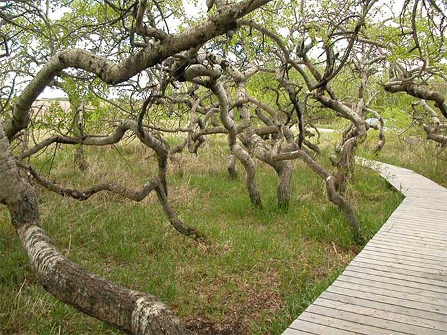 Picture 3 of Bizarre spiraling old tree garden attracts tourists in Canada