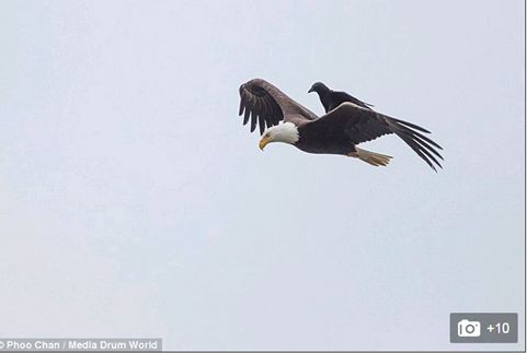 Picture 2 of Black crows 'riding' eagles are flying