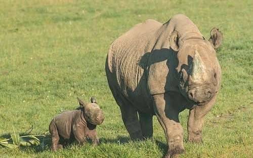 Picture 2 of Black rhinoceros was rarely born in the British zoo