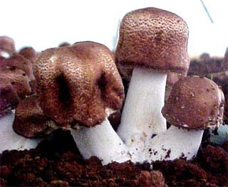 Picture 1 of Blazei - Mushroom production and application