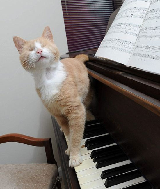 Picture 2 of Blind cat playing the piano