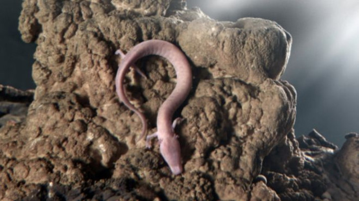 Picture 1 of Blind dragon with rare egg cultivation in Slovenian caves