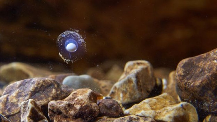 Picture 3 of Blind dragon with rare egg cultivation in Slovenian caves