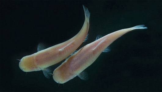 Picture 1 of Blind fish have a circadian rhythm of nearly 2 days