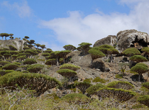 Picture 11 of Blood dragon tree - the most mysterious tree on the planet