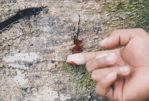 Picture 8 of Blood dragon tree - the most mysterious tree on the planet