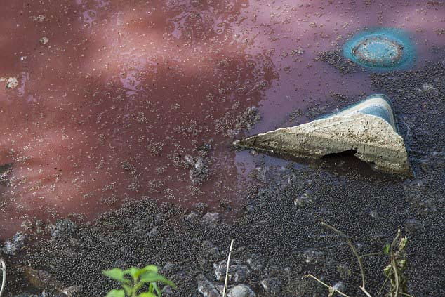 Picture 7 of Blood panic in Mexico stimulates 300 crocodiles