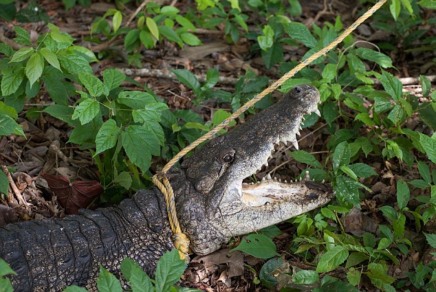 Picture 9 of Blood panic in Mexico stimulates 300 crocodiles