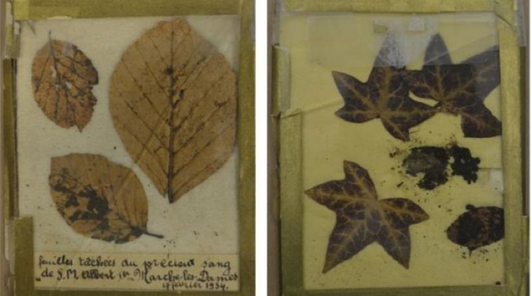 Picture 2 of Blood stains on the mysterious 83-year-old leaf on the death of the Belgian king