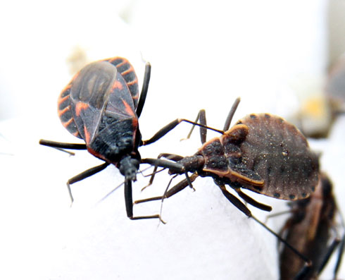 Picture 1 of Blood sucking bugs contain parasites and drug resistance