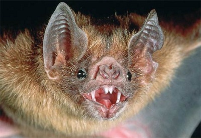 Picture 1 of Blood-sucking bats spread rabies in Venezuela