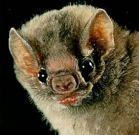 Picture 2 of Blood-sucking bats spread rabies in Venezuela