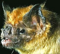 Picture 3 of Blood-sucking bats spread rabies in Venezuela
