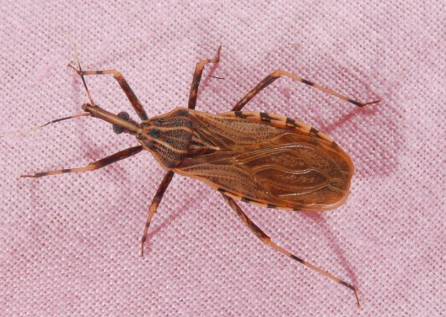 Picture 1 of Blood-sucking stink bugs are raging in America