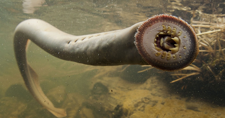 Blood-sucking vampire fish flooded many rivers in England