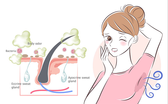 Picture 2 of Body odor from a scientific perspective