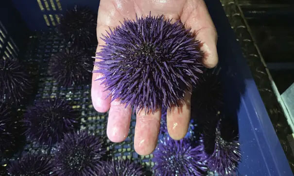 Picture 1 of Both purple sea urchin 'army' threatens the US coast