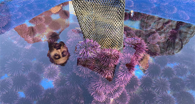 Picture 2 of Both purple sea urchin 'army' threatens the US coast