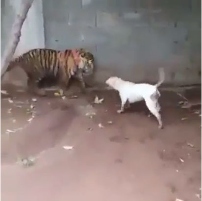 Picture 1 of Both the liver teased the tiger, Dogo received a tragic outcome