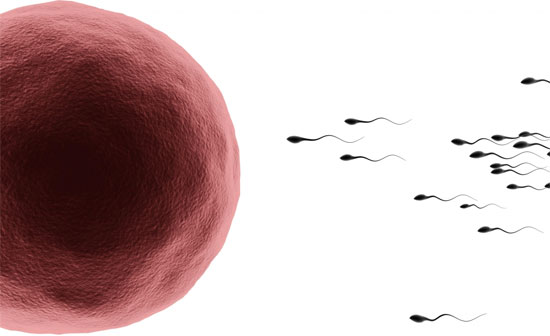 Picture 1 of BPA breaks human fertility