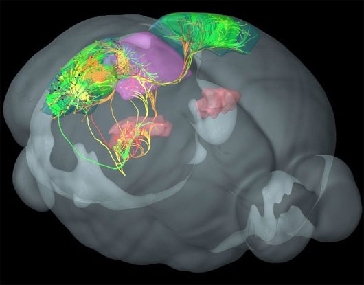 Picture 2 of Brain diagram in the style of rainbow colors