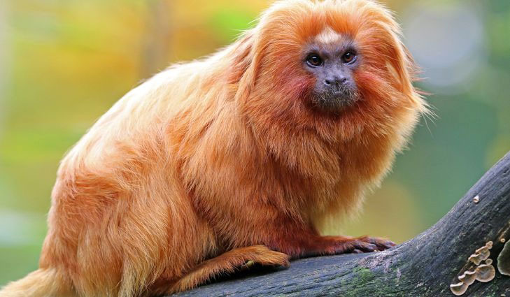 Picture 1 of Brazil discovered 12 new animals in the Amazon rainforest
