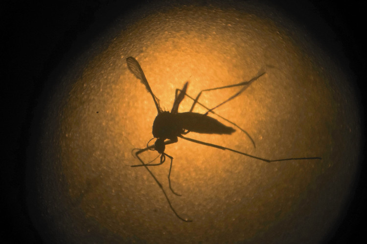 Brazil releases mosquitoes that carry dengue bacteria to the environment images 1