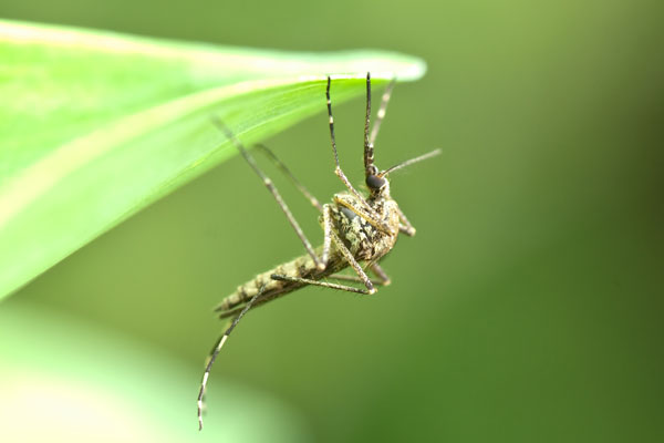 Picture 1 of Brazil: Transgenic mosquitoes adapt to nature