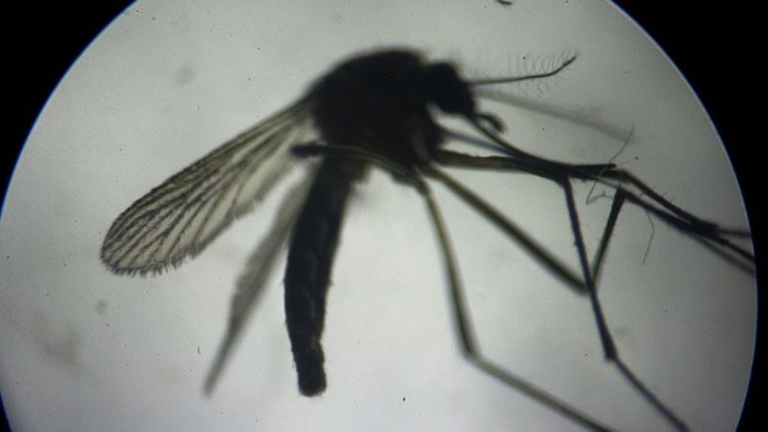 Picture 1 of Brazil uses radioactive rays to sterilize mosquitoes that block Zika virus
