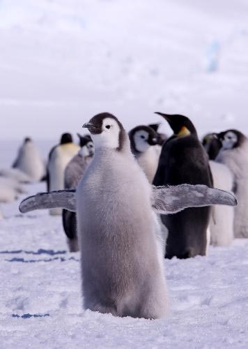 Picture 1 of 'Breaking in' emperor penguin territory
