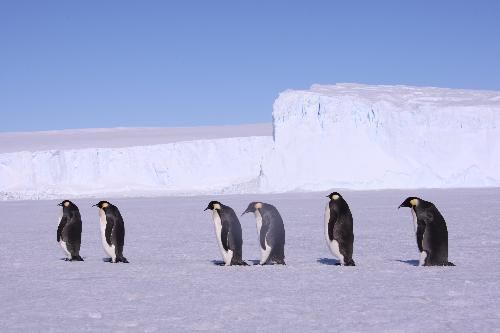 Picture 2 of 'Breaking in' emperor penguin territory