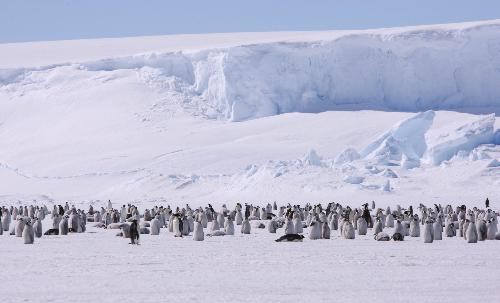 Picture 3 of 'Breaking in' emperor penguin territory
