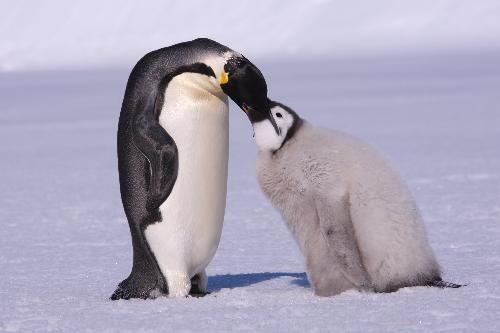 Picture 4 of 'Breaking in' emperor penguin territory