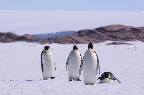 Picture 5 of 'Breaking in' emperor penguin territory