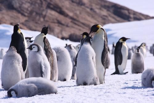 Picture 6 of 'Breaking in' emperor penguin territory