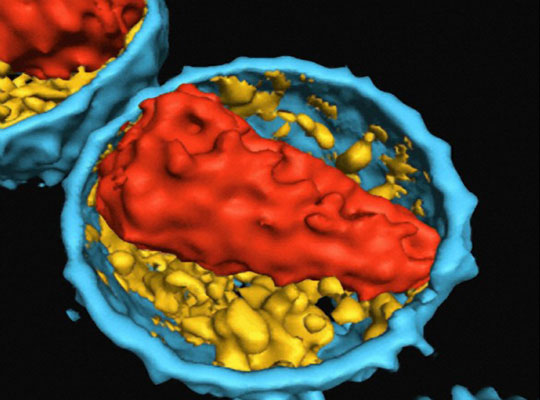 Picture 1 of Breakthrough in HIV vaccine research