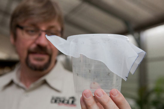 Picture 1 of Breakthrough in the treatment of dengue