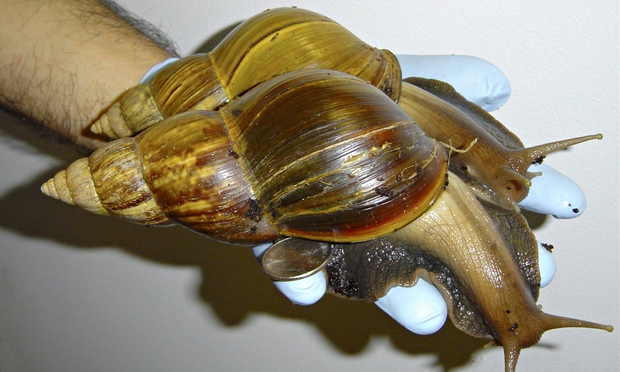 Picture 1 of Breed giant snails to make food for astronauts