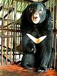 Picture 2 of Breeding bear bears: The situation of raising bears is significantly reduced