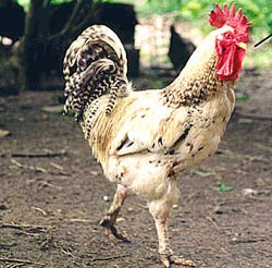 Picture 1 of Breeding biosafety chicken