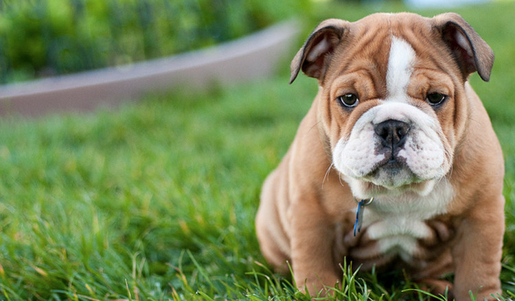 Picture 1 of Breeding dogs helps you fight eczema eczema and reduce asthma