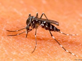 Picture 1 of Breeding genetically modified mosquitoes against dengue fever