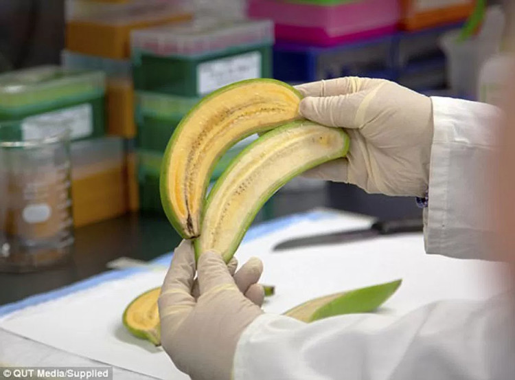 Picture 3 of Breeding new bananas to save hundreds of thousands of children worldwide
